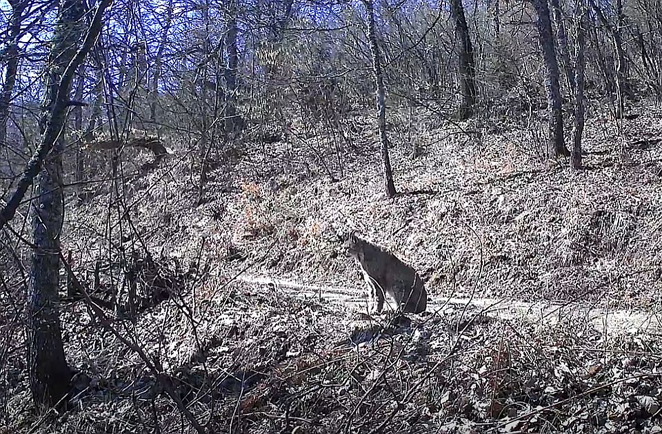 VIDEO: Dva veoma retka balkanska risa snimljena u Severnoj Makedoniji