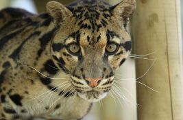 Pronađen leopard koji je pobegao u Zoo vrtu u Dalasu