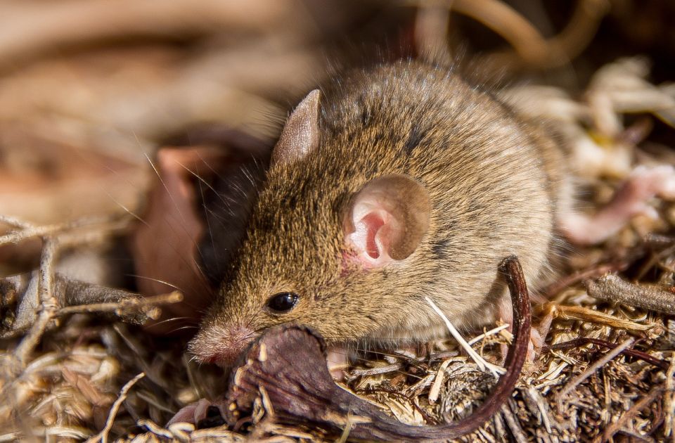 Australijski torbari imaju maratonski seks dok ne uginu, pa budu pojedeni