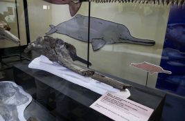  FOTO: Fosil rečnog delfina star 16 miliona godina pronađen u Peruu