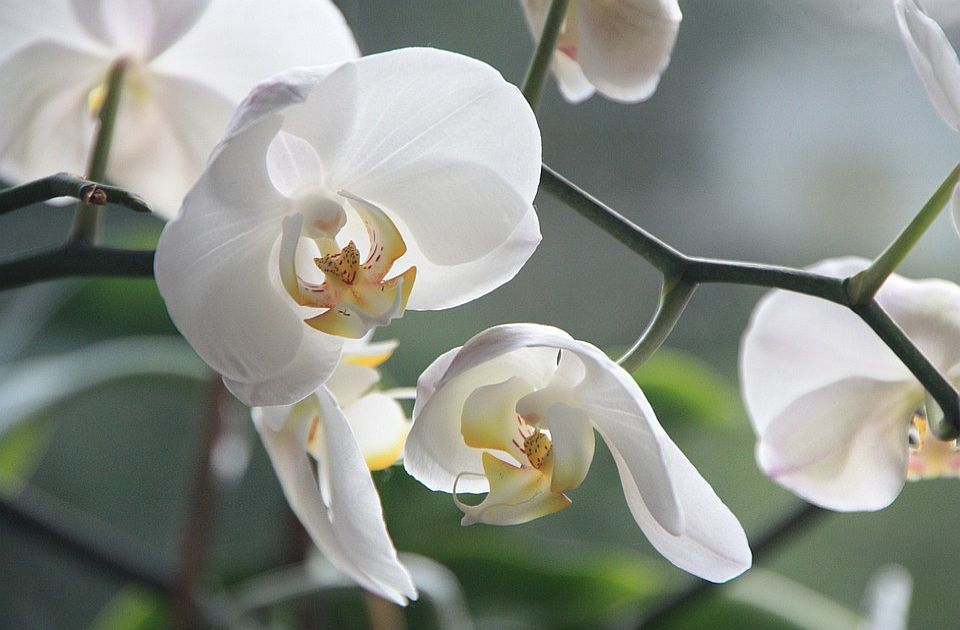 Otkrivena nova vrsta orhideje koja liči na staklo 