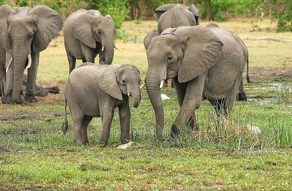 U Keniji uginulo više od 200 slonova za devet meseci zbog suše