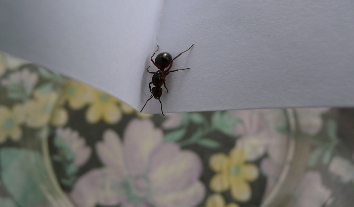 Kako da se rešite navale mrava u domu?
