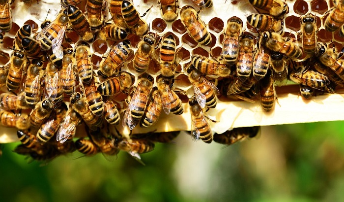 Inicijativa da se pčele proglase ugroženom vrstom