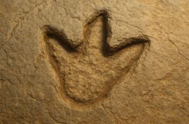 Rekordan broj fosilizovanih otisaka stopala dinosaurusa otkriven u Boliviji