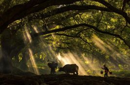 VIDEO: Kina je posadila toliko drveća da je promenila raspodelu vode u celoj zemlji