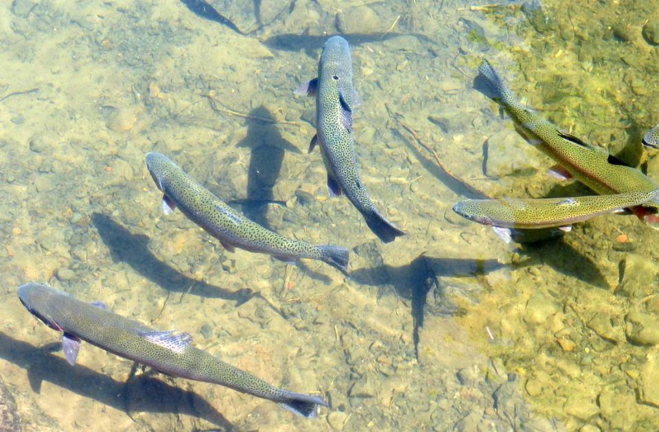 Ministarstvo poljoprivrede uvelo nove subvencije