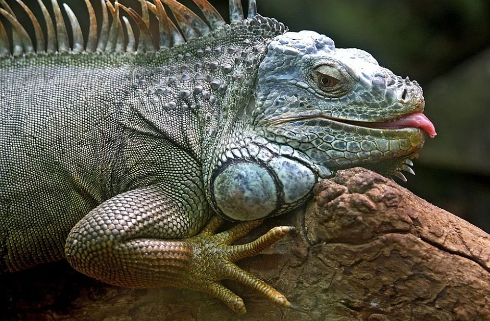 VIDEO: Upozorenje stanovnicima Floride da iguane od hladnoće padaju sa drveća