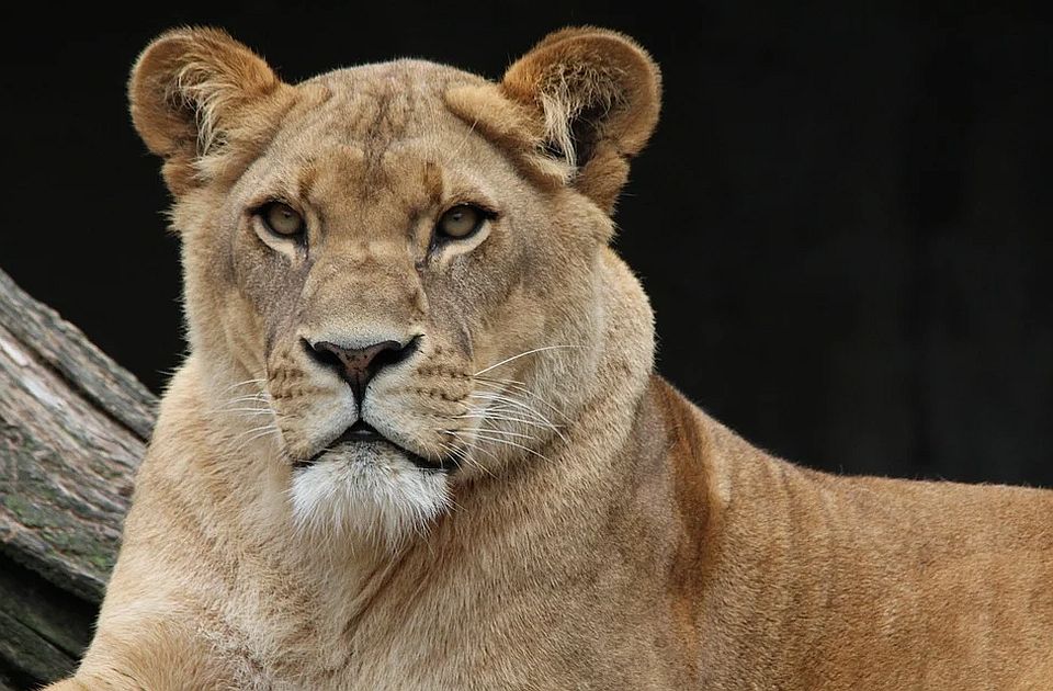 Lavica ubila čuvara zoo vrta u Iranu i pobegla sa partnerom