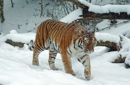 Ekstremne količine snega ugrozile već ugroženog sibirskog tigra