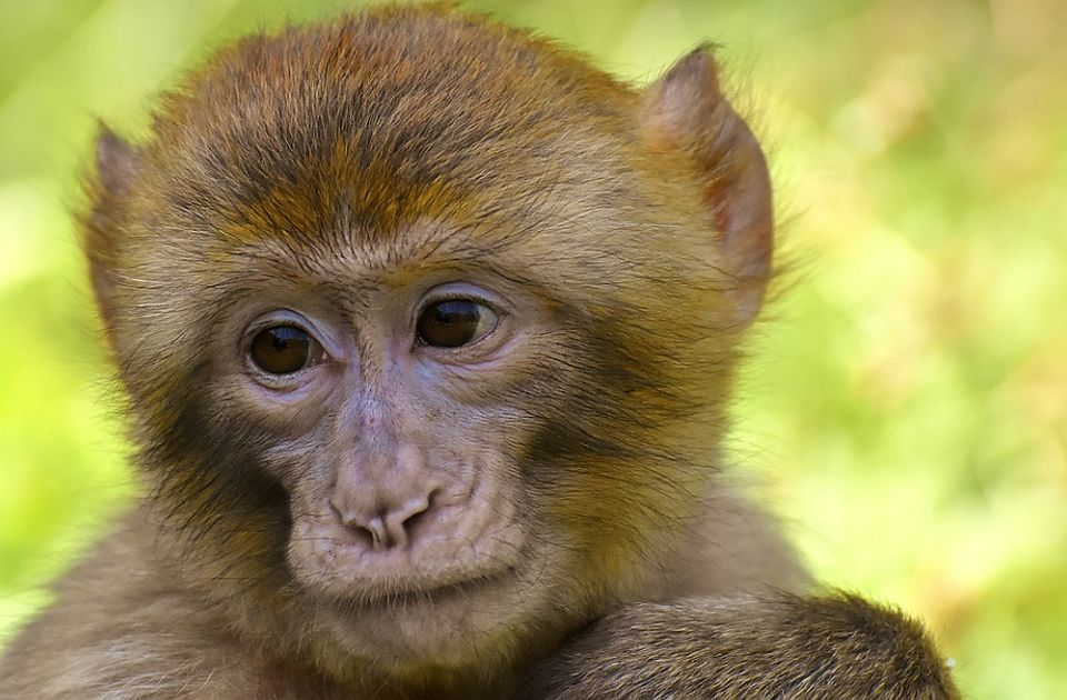 Holandija će nastaviti da eksperimentiše na majmunima