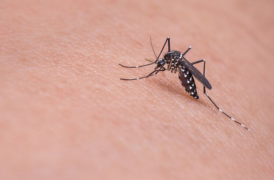 Batut: U Srbiji registrovano 60 slučajeva groznice Zapadnog Nila