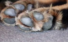 Nakon što su psi usmrtili dete u Senti -  stručnjaci objašnjavaju ko je kriv i zašto je važna obuka