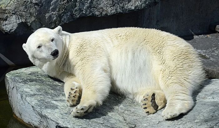 FOTO: Kineski hotel sa belim medvedima izazvao osude aktivista za zaštitu životinja