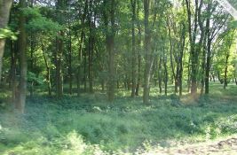 Krčenje Rokovačke šumice u Somboru bez stručnog osnova