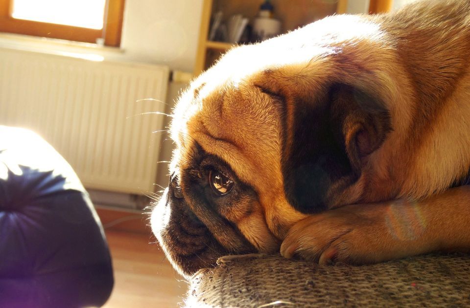 Podgorica zabranila nekomercijalno razmnožavanje pasa i mačaka