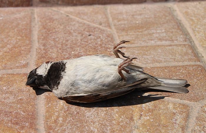 VIDEO: Ptice u ruskom gradu padaju mrtve s neba, građani krive zagađenje, 5G mrežu...