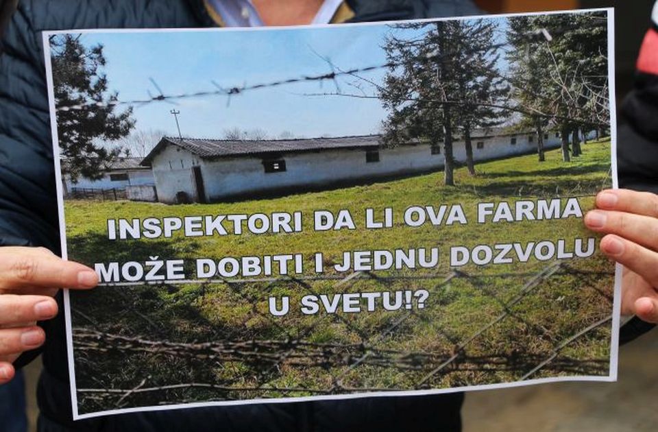 Farma svinja otišla iz Temerina i ostavila građanima jezero fekalija: Ko će da odgovara?