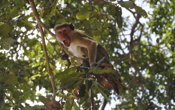 Otkrivena još jedna velika sličnost između majmuna i ljudi