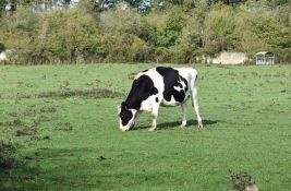 Potvrđen antraks u Hrvatskoj - situacija krizna, uvedene hitne mere vakcinisanja stoke