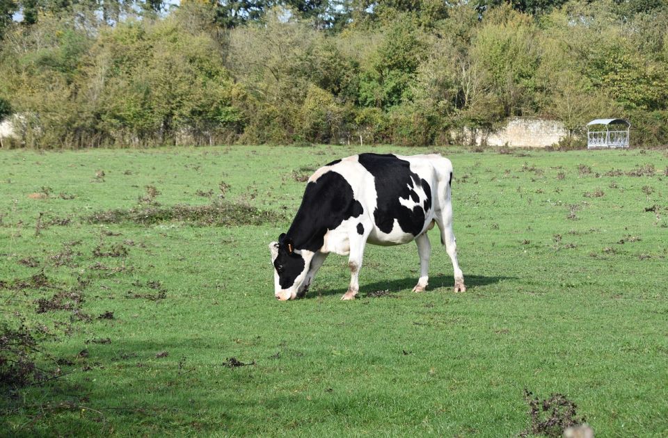 Potvrđen antraks u Hrvatskoj - situacija krizna, uvedene hitne mere vakcinisanja stoke