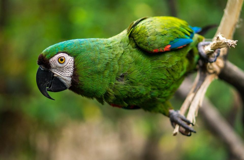 Papagaj svojim "svedočenjem" poslao ubice na doživotnu robiju