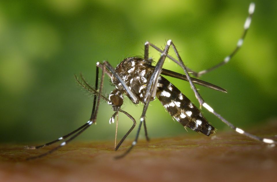 Akcija iz vazduha: "Ciklonizacija" sutra uveče kreće u suzbijanje komaraca