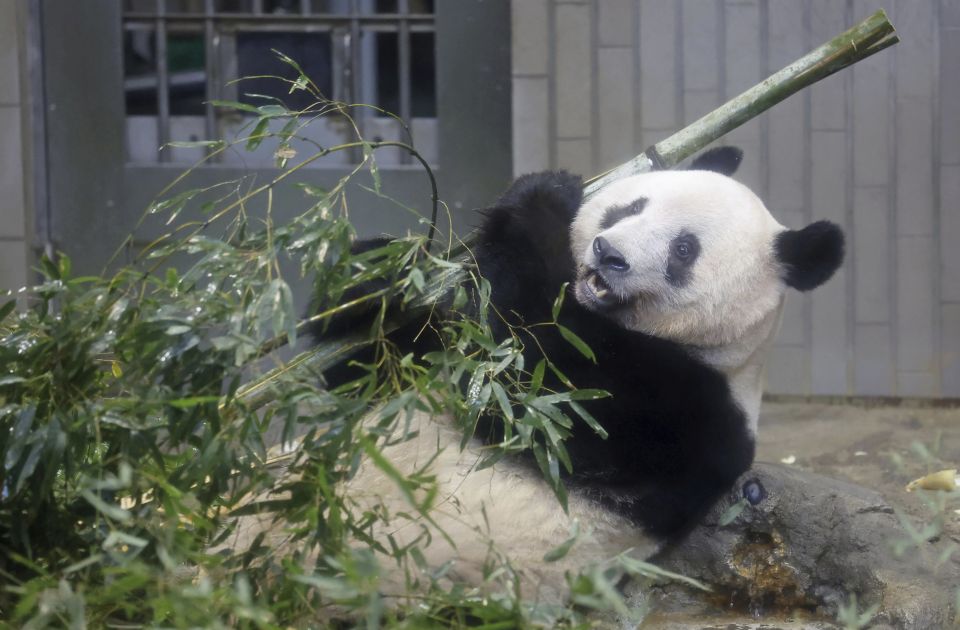 VIDEO: Džinovsku pandu iz Japana vraćaju u Kinu - posetioci zoo vrta se u suzama opraštali od nje