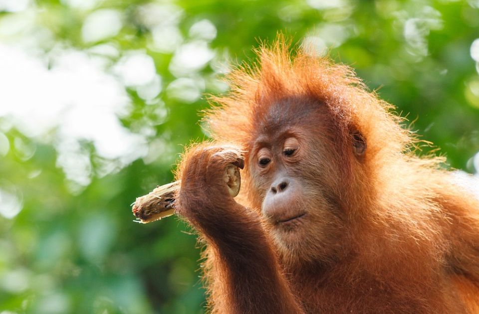 Predsednik Nemačke prekinuo izjavu zbog orangutana