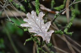 Podsetnik na apel Srbijašuma: Nemojte uništavati mlade hrastove u šumama zarad badnjaka