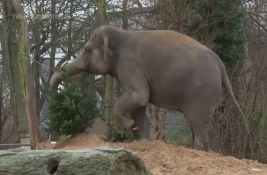 Berlinski zoo vrt neiskorišćene novogodišnje jelke daje pandama i slonovima da ih jedu i da se igraju
