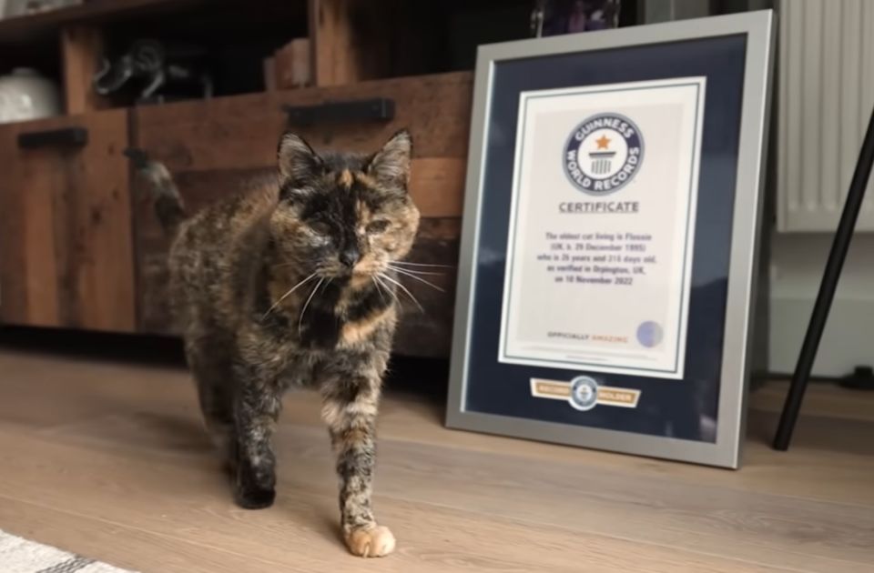 VIDEO: Najstarija mačka na svetu proslavila 30. rođendan