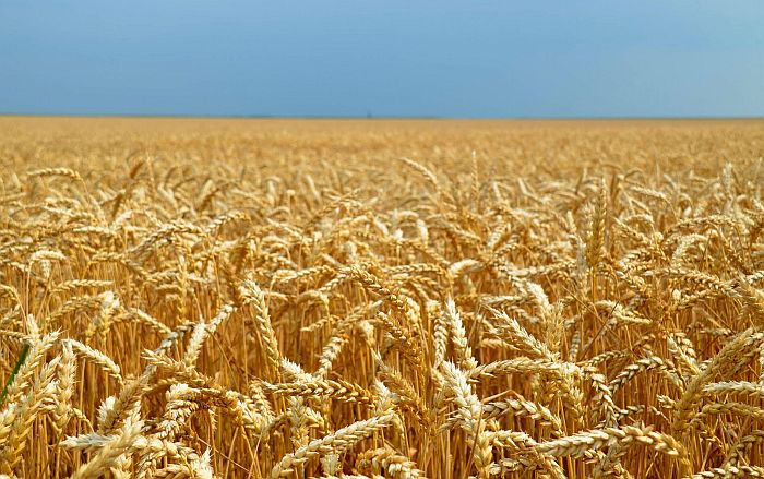 Otkupna cena za kilogram pšenice biće 20 dinara