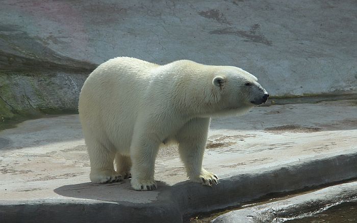  VIDEO: Žena se odbranila od polarnog medveda uz pomoć metle i đubrovnika