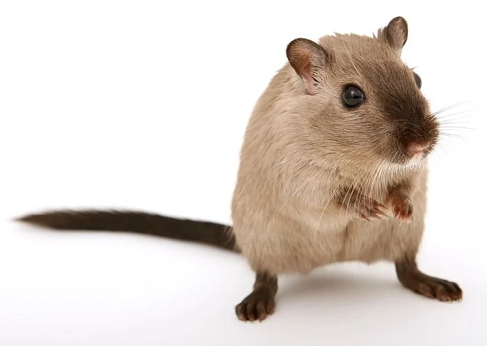 VIDEO: Uspeo eksperiment - paralizovan miš ponovo prohodao