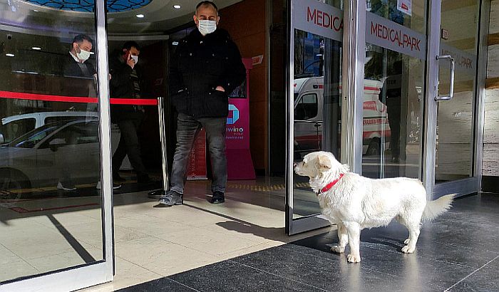 Keruša nedelju dana čekala vlasnika ispred bolnice