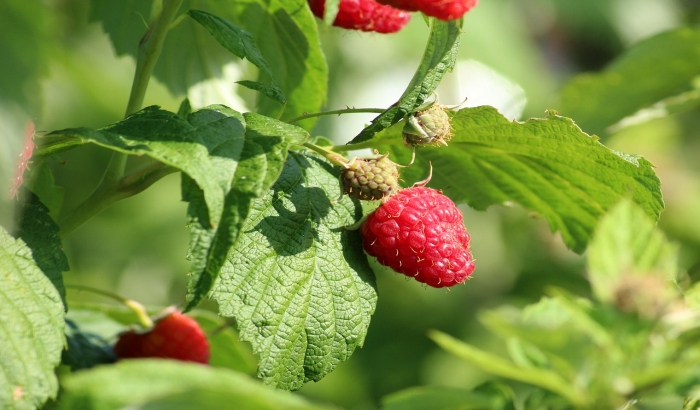 Uprkos dnevnici od 3.000 dinara, zbog korone i manjka radne snage maline nema ko da bere