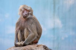 Osoblje zoo vrta koje je usmrtilo 12 pavijana dobija pretnje smrću