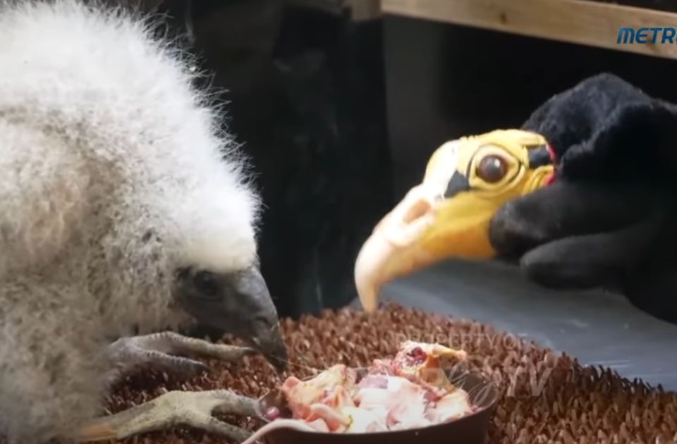 VIDEO: Zoo-vrtu u Pragu mladunčad lešinara hrane uz pomoć lutke u obliku roditelja VIDEO: Zoo-vrtu u Pragu mladunčad lešinara hrane uz pomoć lutke u obliku roditelja