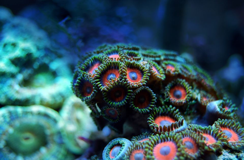 Oko 14 odsto svetskih korala nestalo za desetak godina