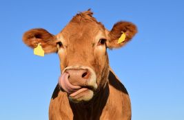 Udruženje odgajivača goveda: Vlasnici malih gazdinstava rasprodaju stoku
