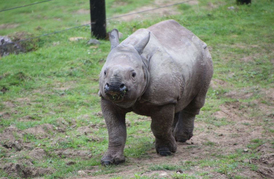 Veselje u Indoneziji zbog rođenja ugroženog sumatranskog nosoroga: Ima ih samo 80 na svetu