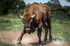 Plemena u SAD dobijaju bizone: Cilj obnova veze sa zemljom, životinjama i prirodom