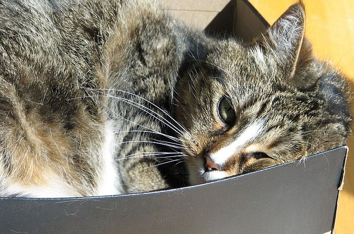 Objašnjeno zašto mačke vole da se zavlače u kutije