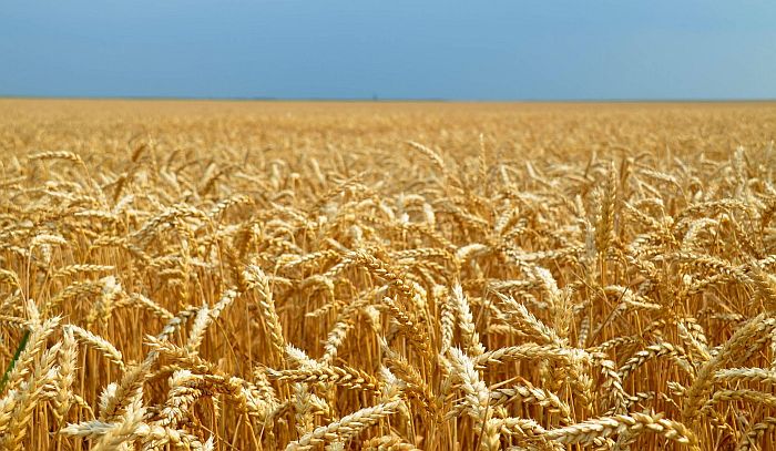 Saković: Pšenica i kukuruz u Srbiji naglo poskupeli zbog veće tražnje u zdravstvenoj krizi
