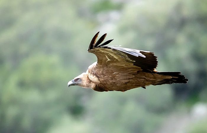 Zabranjeni letovi iznad Uvca, Trešnjice i Mileševke - uz izuzetke