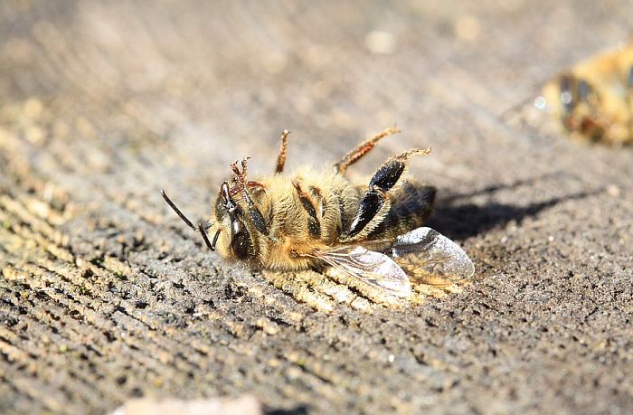 Upozorenje naučnika: Insekti masovno izumiru