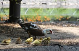 Sutra malo svežije u Novom Sadu, u četvrtak moguća kiša