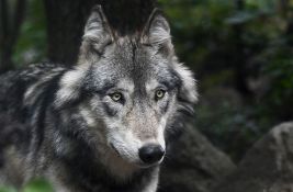 Vuk koji je u Hamburgu ugrizao ženu 