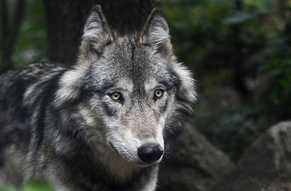 Vuk koji je u Hamburgu ugrizao ženu "pušten na uslovnu slobodu"
